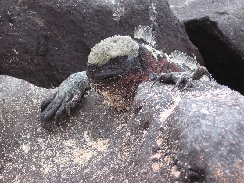 marine iguana lying reptile claw claws
